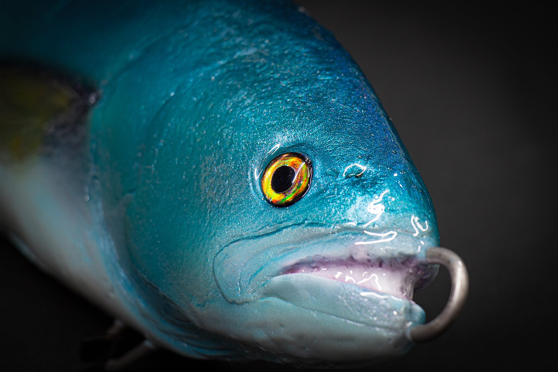 Close-up of a blue fish with a dark background